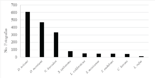 Número de fotografías en las que se registraron algunas especies de roedores y lagomorfos por medio de las cámaras trampa. 
							Dipodomys nelsoni  (
							D. nelsoni), 
							Dipodomys merriami (
							D. merriami), 
							Netoma leucodon (
							N. leucodon), 
							Spermophilus spilosoma (
							S. spilosoma), 
							Lepus californicus (
							L. californicus), 
							Spermophilus mexicanus (
							S. mexicanus), 
							Sylvilagus audubonii (
							S. audubonii), 
							Canis latrans (
							C. latrans) y 
							Lynx rufus (
							L. rufus).
						