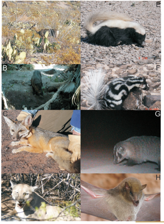 a) 
							Odocoileus hemionus macho con astas en su máximo desarrollo en el mes de marzo en la falda del Cerro San Ignacio (tomada por Cynthia Elizalde Arellano), b) 
							Pecari tajacu en el cuerpo de agua en la falda del Cerro San Ignacio. c) 
							Vulpes macrotis capturada en las dunas (tomada por Cynthia Elizalde Arellano), d) 
							Puma concolor capturado en una zona de matorral y cerca de un cuerpo de agua (tomada por John W. Laundré). e) 
							Conepatus leuconotus capturado en la falda del Cerro San Ignacio, f) 
							Spilogale gracilis, capturado en la falda del Cerro San Ignacio, fotos tomadas manualmente por Cynthia Elizalde Arellano, g) 
							Taxidea taxus registrado en zona de matorral. h) 
							Choeronycteris mexicana capturado en el Cerro Torrecillas (tomada por Juan Carlos López Vidal),
						