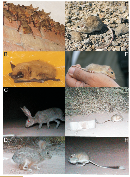 a) 
							Antrozous pallidus perchados en las instalaciones del Laboratorio del Desierto (tomada por Cynthia Elizalde Arellano), b) 
							Myotis californicus perchados en las instalaciones del Laboratorio del Desierto (tomada por Cynthia Elizalde Arellano). c) 
							Lepus californicus en la zona de dunas, d) 
							Sylvilagus audubonii en una de las zonas de matorral. e) 
							Chaetodipus nelsoni capturado en una zona de matorral (tomada por Alberto González Romero), f) 
							Chaetodipus penicillatus, se distinguen los pelos delgados de la cadera que los caracteriza, ejemplar capturado en una zona de pastizal (tomada por Alberto González Romero), g) 
							Dipodomys merriami. Se distingue por la punta de su cola café, h) 
							Dipodomys nelsoni. Se distingue por la punta de su cola blanca.
						