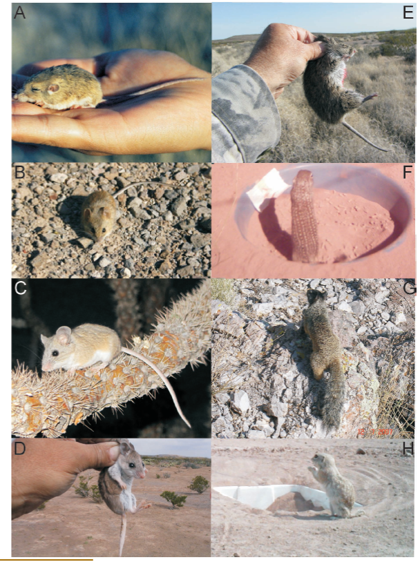 a) 
							Perognathus flavus capturado en una zona de matorral (tomada por Alberto González Romero). b) 
							Reithrodontomys megalotis capturado en una zona de matorral, c) 
							Peromyscus eremicus capturado en una zona de matorral, d) 
							Onychomys torridus capturado en una zona de matorral, e) 
							Sigmodon hispidus capturado en una zona de pastizal (todas las fotos fueron tomadas por Alberto González Romero). f) 
							Ictidomys mexicanus. Se distinguen claramente las líneas y los puntos blancos en el dorso, ejemplar registrado en una zona de matorral, g) 
							Otospermophilus variegatus observada en la falda del Cerro Torrecillas (tomada por Juan Carlos López Vidal), h) 
							Xerospermophilus spilosoma. Los puntos blancos son muy tenues y no se presentan alineados en su dorso, ejemplar registrado en una zona de matorral.
						