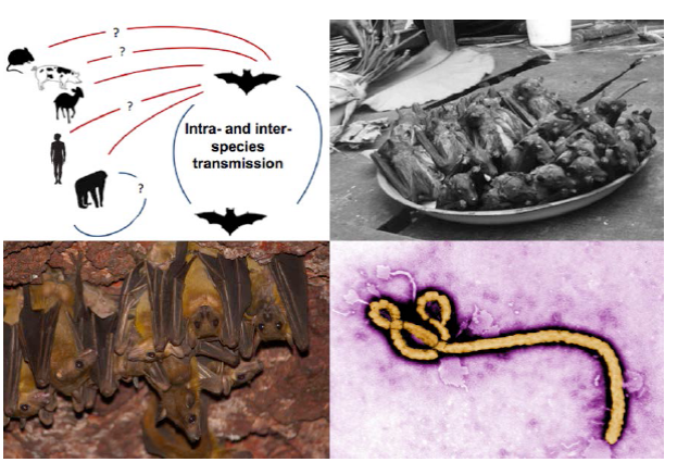 Natural history information is critical for making management decisions. Clockwise from top left: 1) The natural history and behavior that drives intra- and inter-species transmission of Ebola is not well understood (figure adapted from 
							Olival and Hayman 2014). 2) the bushmeat trade is widespread on the African continent. Here, a number of straw-colored fruit bats (
							Eidolon helvum) and one hammer-headed fruit bat (
							Hypsignathus monstrosus), in both of which Ebola antibodies have been detected, for sale as bushmeat in Kisangani, Democratic Republic of the Congo. Knowledge of the human-wildlife interface is crucial (Photo by Guy-Crispin Gembu Tungaluna, Mickleburgh et al. 2009). 3) The Ebola filovirus. We must learn more about pathogen dynamics and what behavioral and ecological traits drive intra- and inter-species pathogen transmission (Photo source: Wikimedia Commons). 4) Egyptian fruit bats (
							Rousettus aegyptiacus) roosting in a cave in West Africa. Our knowledge of colony and population sizes and dynamics is poor for many species (Photo by Piotr Naskrecki).
						