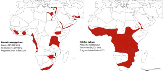 Range maps for 
								Rousettus aegyptiacus (left) and 
								Eidolon helvum (right), in both of which Ebola antibodies have been detected. Fragmented species ranges in Africa may be range gaps or knowledge gaps. If the latter, they must be filled (Maps from 
								Maganga et al. 2014).
							