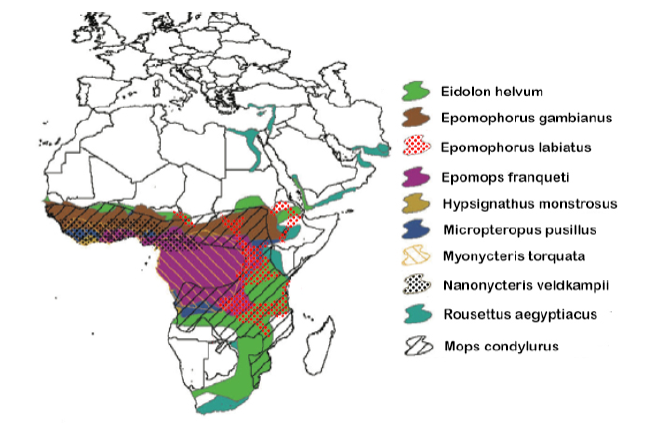 Range maps of the 10 African species of bat in which Ebola antibodies and/or DNA have been detected, showing their highly sympatric and cross-continental distributions (adapted from 
								Olival and Hayman 2014).
							