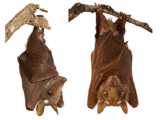 Two species of Epomophorus from Gorongosa National Park, Mozambique. Left: An unusual individual that keys out to 
								E. wahlbergi. Right: 
								E. crypturus (Photos by Piotr Naskrecki).
							