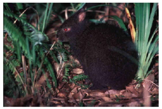 The Amami rabbit 
							Pentalagus furnessi (
							Stone, 1900) on Amami-ohshima Island. (Photo by H. Katsu).
						