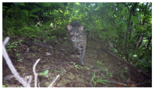 An Iriomote cat 
							Prionailurus bengalensis iriomotensis  (Imaizumi, 1967) walking in the subtropical forest of Iriomotejima Island. This photo was taken by the Laboratory of Mammal Ecology, University of the Ryukyus.
						