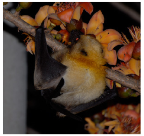 A male Daito flying fox (
							Pteropus dasymallus daitoensis Kuroda, 1921) feeding on the nectar of the red silk-cotton tree; photographed by Masako Izawa.
						