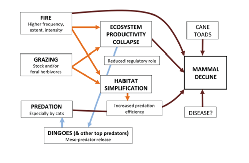 A conceptual framework outlining the main factors contributing to the decline of native mammals in northern Australia