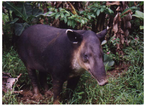 Tapir centroamericano (
							Tapirus bairdii). Selva Lacandona, Chiapas. 
						