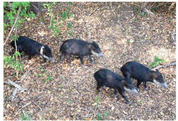 Pecar&iacute;es de labios blancos (
							Tayassu pecari). Reserva de la Biosfera Calakmul, Campeche. 
						
