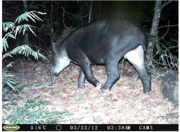 Hembra adulta de tapir (
							Tapirus bairdii) fotografiada durante el proyecto con c&aacute;mara-trampa en la Reserva Balam-kin, Campeche. 
						