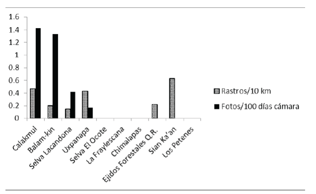 Abundancia del pecar&iacute; de labios blancos (
							Tayassu pecari) estimada mediante foto-trampeo y conteos de rastros en las localidades de estudio.
						