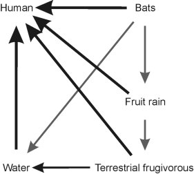 Via of transmission of the Ebola virus in the wild and to the humans. Terrestrial frugivorous are considered those species that feed on fruits very low or without climbing to the trees as chimpanzee, gorilla, duiker, and wild pigs)