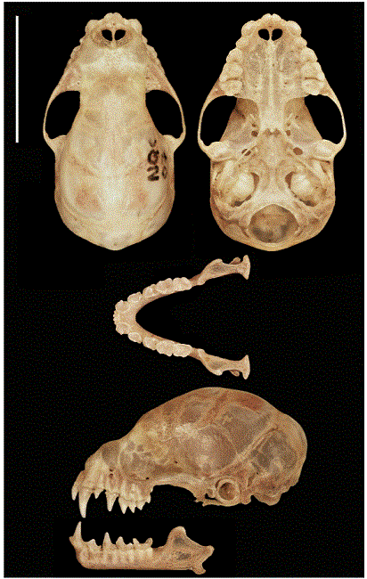 Vista del cr&aacute;neo y mand&iacute;bula de Vampyriscus brocki (MUSA 15716) (Escala: 10 mm).