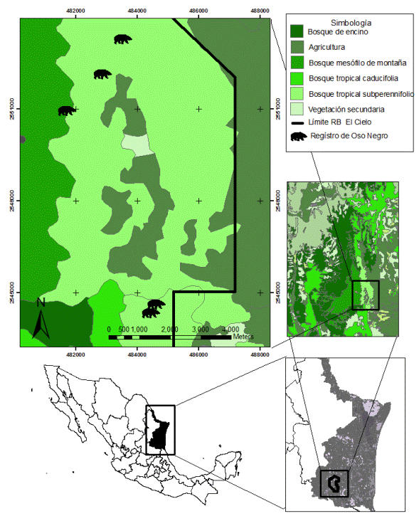 Mapa del sitio de captura del oso negro (Ursus americanus ) mediante fototrampeo en bosque tropical subperennifolio en la Reserva de la Biosfera El Cielo, Tamaulipas, M&eacute;xico. Los tipos de vegetaci&oacute;n presentes seg&uacute;n el inventario forestal nacional 2000.