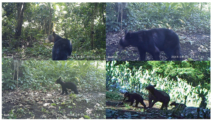Im&aacute;genes de oso negro (Ursus americanus ) capturadas con foto-trampeo en bosque tropical subperennifolio, en la Reserva de la Biosfera El Cielo, Tamaulipas, M&eacute;xico. 