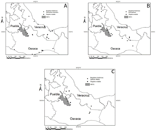 Registros notables de: A) Tamandua mexicana ubicado en el municipio de Concepción Pápalo, Oaxaca, B) Eira barbara, y C) Galictis vittata, ambos ubicados en el municipio de Santa María Pápalo, Oaxaca. En cada uno de los mapas, el círculo representa los registros históricos, el cuadrado, al registro notable, y el rectángulo, al polígono de la Reserva.