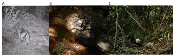 Fotografías de: A) Tamandua mexicana (IBUNAM-CFB-17410), tomada en bosque de pino-encino en la localidad de Concepción Pápalo, Oaxaca. B) Eira barbara (IBUNAM-CFB-17171), tomada en bosque mesófilo de montaña en la localidad de Santa María Pápalo, Oaxaca. C) Galictis vittata (IBUNAM-CFB-174), tomada en bosque mesófilo de montaña en la localidad de Santa María Pápalo, Oaxaca.