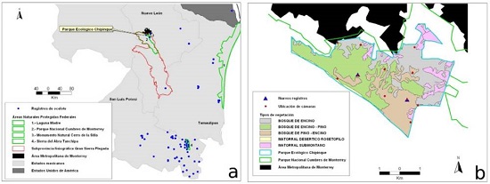 A) Registros de ocelote en el noreste de México (obtenidos de literatura) y registros nuevos en el Parque Ecológico Chipinque, donde se muestra la ubicación del Parque en relación con la Subprovincia Fisiográfica Gran Sierra Plegada. B) Ubicación de las cámaras trampa en el Parque Ecológico Chipinque, señalando los nuevos registros de ocelote y los tipos de vegetación.