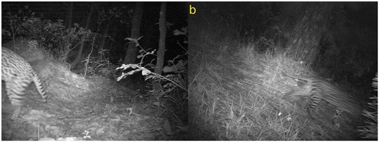 Registros de ocelote en bosque de pino-encino (1,274 m) el 2 de septiembre de 2014 a las 5:50 h. B. Registro de ocelote en bosque de encino-pino (1,390 m) el 14 de septiembre a las 5:28 h.