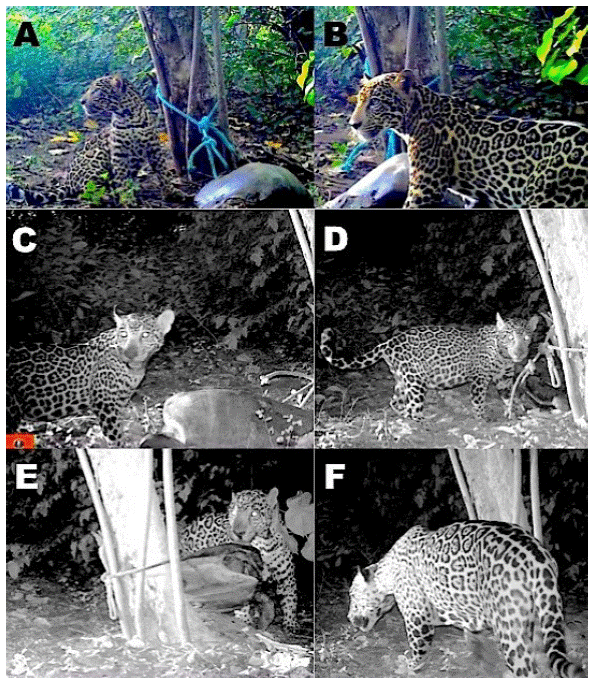Three different jaguars scavenging on the same carcass of an olive ridley sea turtle Lepidochelys olivacea at Nancite beach, Santa Rosa National Park, Costa Rica. The first (A-B) and second (C-D) individuals were juvenile sisters, while the third individual (E-F) was an unrelated adult male. Photo: Sergio Escobar-Lasso. 