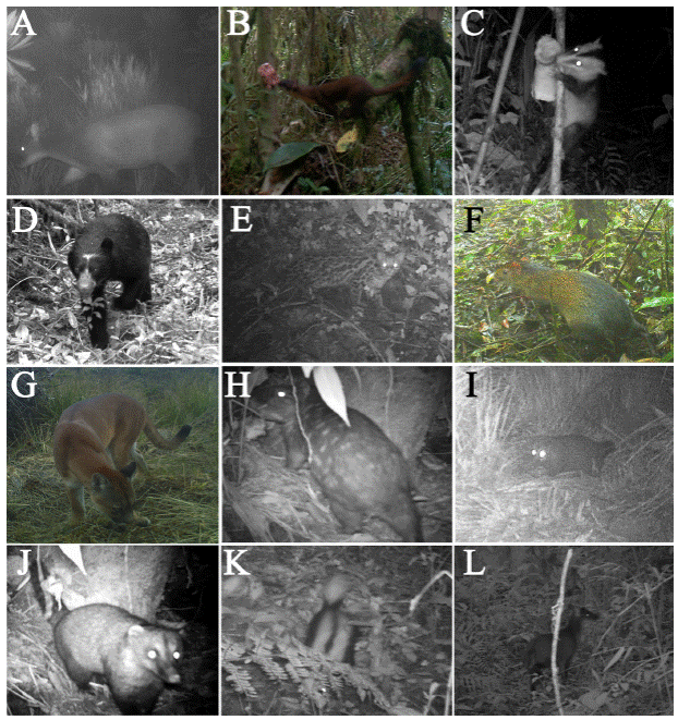 Species of medium and large-sized terrestrial mammals detected by camera traps at Tamá National Natural Park, Colombia: A) Mazama rufina, B) Mustela frenata, C) Didelphis pernigra, D) Tremarctos ornatus, E) Leopardus wiedii, F) Dasyprocta punctata, G) Puma concolor, H) Cuniculus taczanowskii, I) Nasua nasua, J) Nasuella olivacea, K) Conepatus semistriatus and L) Mazama rufina.