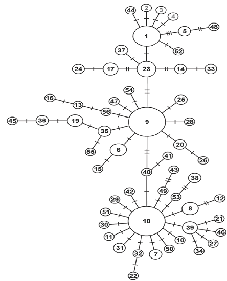 Red estadísticamente parsimoniosa de Cytb para 800 pb. El tamaño de los círculos corresponde a número de secuencias que sustentan a cada haplotipo. Los haplotipos 2, 3 y 4 distribuidos en Isla Cerralvo (Álvarez-Castañeda y Rios 2011) se incluyeron en la red pero no fueron tomados en cuenta para el presente estudio.