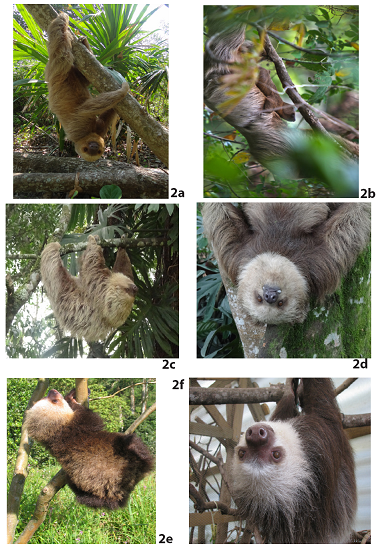 External appearance of Choloepus hoffmanni specimens examined in CRRX. Lowland specimens (a: adult from the Colombian Caribbean region, department of Cordoba; b: juvenile from the Caribbean region, department of Cordoba); highland specimens (c and d: adults from the Andean region, department of Antioquia); and the Colombian Pacific (e: juvenile from the southern Colombian Pacific region, department of Nariño, municipality of Tumaco; f: adult from the southern Colombian Pacific region, department of Nariño, municipality of Tumaco). 