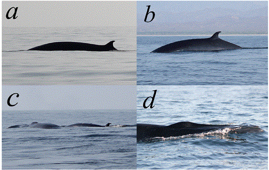 Balaenoptera edeni individuals recorded between December 2011 and January 2012 in the central coast of Oaxaca. a and b show adult specimens; c, a mother and a calf, and d, the parallel lateral ridges on top of the rostrum that is characteristic of the species. 
