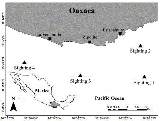 Distribution of the sightings of Balaenoptera edeni in the central coast of Oaxaca between December 2011 and January 2012.