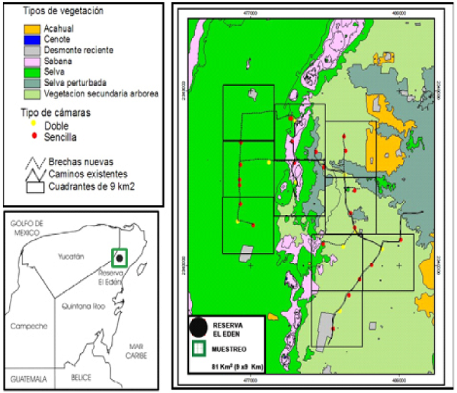 Zona de estudio con el diseño de muestreo propuesto por Chávez et al. (2007) cubriendo un área de 81 Km2 y ubicación de las cámaras trampa para el ocelote (Leopardus pardalis) en el norte de Quintana Roo, México.