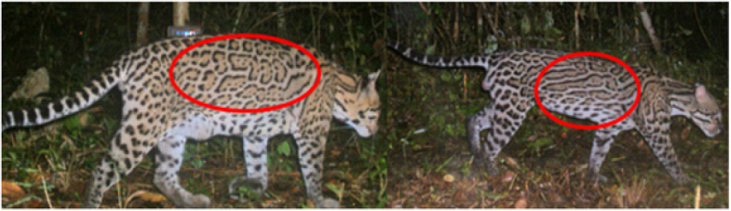 Fotografías del lado derecho de dos ocelotes mostrando el patrón único de marcas en la piel, permitiendo así identificar a distintos individuos.