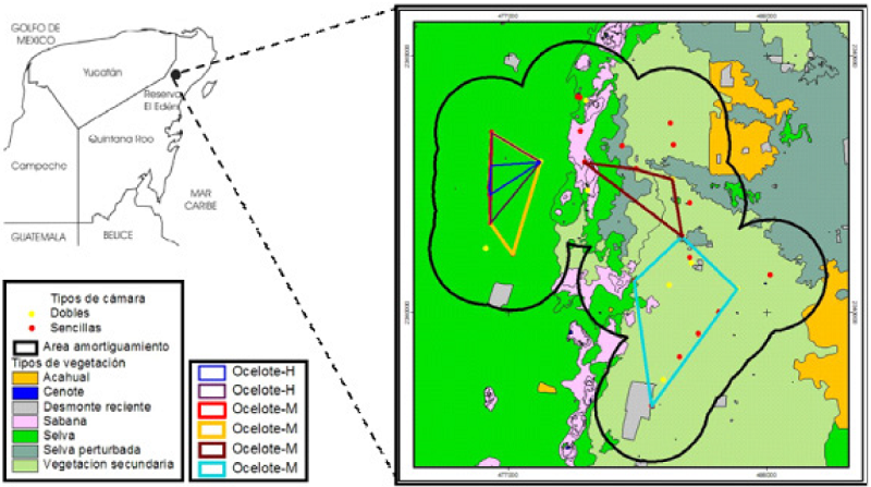 Ocelotes machos y hembras utilizados para crear el área de acción para la zona de muestreo en el norte de Quintana Roo, México.