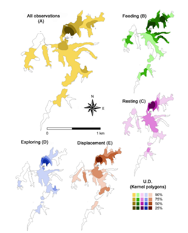 Utilization distribution (UD) by four manatees radio-tagged with a VHF system in Laguna de las Ilusiones, Villahermosa, Tabasco, Mexico, between April and August 2007. UD polygons were calculated by Kernel densities of the locations recorded during the study for all observations (A), and for each of the general behaviors observed (B-E).