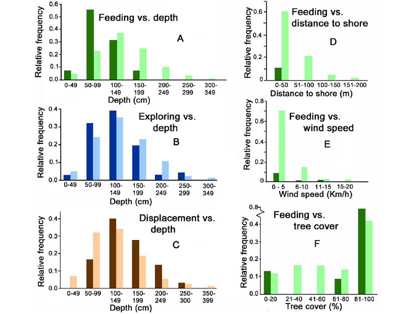 Distribution of the variables that were significant in the final Logistic Regression models for feeding, exploration and displacement recorded in radio-tagged manatees in this study at Laguna de las Ilusiones, Villahermosa, Tabasco, Mexico, between April and August 2007. Black bars are the number of sites where the behavior was observed, and white bars are the number of sites where the behavior was not observed.