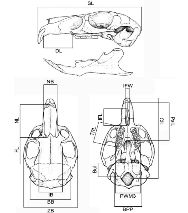 Measurements used in the multivariate analysis. For measurement abbreviations: see the section Materials and Methods.