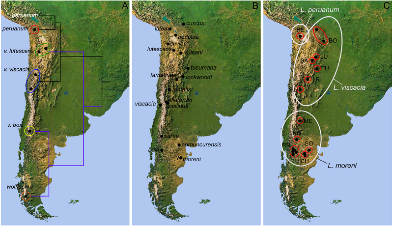 Map of southern South America depicting: A) A simplified tree of the phylogenetic hypothesis for Lagidium based on cytb sequences presented by Ledesma et al. (2009). B) Type localities of the nominal forms included by Spotorno and Patton (2015) within the synonymy of Lagidium viscacia (e. g., Cabrera 1961; Mann 1978; Anderson 1997; the nominal forms L. crassidens Philippi 1896 and L. crinigerum Phillipi 1896, included by Osgood 1943 under the synonymy of L. v. viscacia, were not mapped due to uncertainties about their type localities. C) Geographic samples defined in this work (see Materials and Methods for abbreviations). White ellipses illustrate the taxonomic hypothesis proposed in this work.