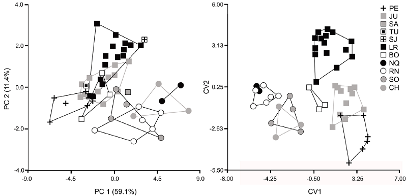 Specimen scores of adult individuals of Lagidium (n = 55) for Principal Components 1 and 2 (left), and for Canonical Variates 1 and 2 extracted from an eight-group discriminant function analysis (right). See Materials and Methods for the explanation of the abbreviations.