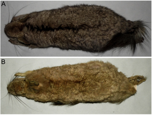 External view of the dorsal coloration of different populations of Lagidium: A) southern Argentina (MACN 14313; Pilcaniyeu, Río Negro; here referred as L. moreni). B) north-western Argentina (MACN 34.258; Sierra de Velazco, La Rioja; here referred as L. viscacia). Not in scale.