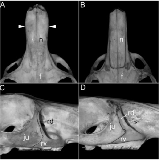 Anatomic details of the skulls of Lagidium moreni (A, C) and L. viscacia (B, D): A, C) MACN 13933 (NQ), note the nasals [n] anteriorly expanded and the narrow dorsal root of the zygomatic process of the maxilla [rd]; B, D) MACN 18829 (JU), presenting nasals [n] not expanded anteriorly and a broad dorsal root of the zygomatic process of the maxilla [rd]. Other abbreviations: f = frontal; ju = jugal; rv = ventral root of the zygomatic process of the maxilla.