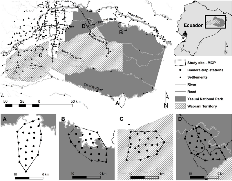 Study sites in the Yasuní Biosphere Reserve and its buffer zone. From lowest to highest accessibility to hunters: Lorocachi (A), Río Tiputini (B), Keweriono (C) and Vía Maxus (D).
