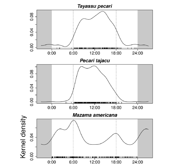 Overall activity patterns of ungulates in the Yasuní Biosphere Reserve. The strip at the base of the graphs represents the distribution of records for each species. The two parallel dotted lines represent approximate sunrise and sunset time in Ecuador, which vary approximately between 6:00 to 6:30 and 18:00 to 18:30 h, respectively, throughout the year.