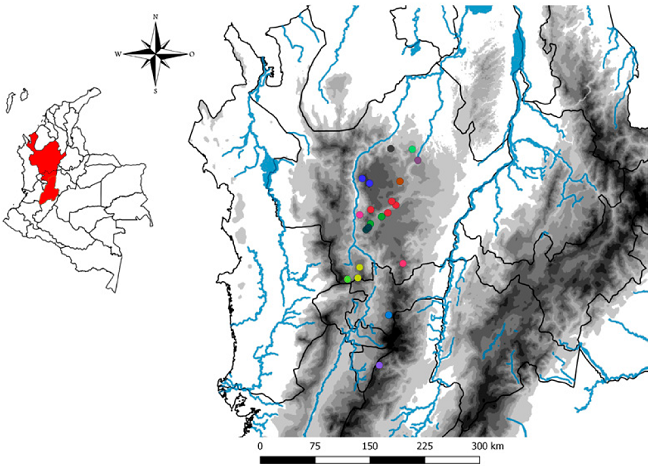 Map of the municipalities in the departments of Antioquia, Caldas and Tolima that included sampling localities for the specimens used in morphometric analyses.