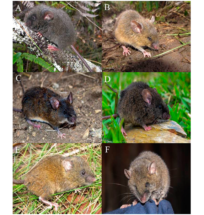 Some of the species recorded in the sampling of Andean rodents. Top row, Chilomys instans (A), Nephelomys childi (B); middle row, N. pectoralis (C), Handleyomys fuscatus (D); bottom row, Thomasomys cinnameus (E), and T. cinereiventer (F).