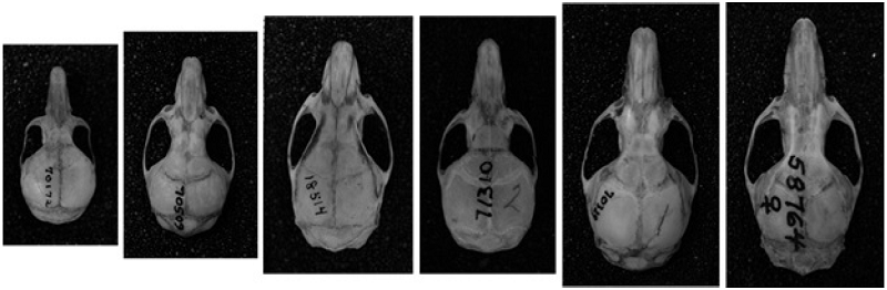 Representative skulls of the morphotypes identified in PCA. From left to right: Reithrodontomys mexicanus (group A), Handleyomys alfaroi (group B), Melanomys caliginosus (group C), Thomasomys cinereiventer (group D), Nephelomys childi (group E-IV), and Thomasomys nicefori (group E-I). All skulls are shown at the same scale; the bar at the far right is equivalent to 20 mm.