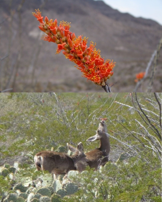 Upper, ocotillo flower. Lower, mule deer feeding on ocotillo flowers.