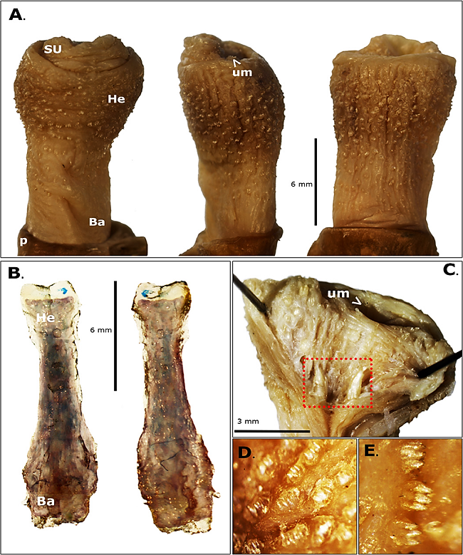 External view of the (A): penis glans, dorsal (left), lateral (middle) and ventral (right) views. SU: sacculus urethralis. He: head. Ba: base. p: prepuce. um: urinary meatus. (B): External view of the baculum, dorsal (left) and ventral (right) views. (C): Ventral internal view of the sacculus urethrlis and the two spikes (red rectangle). (D-E): Close up of the external tegumentary spiny protuberances.