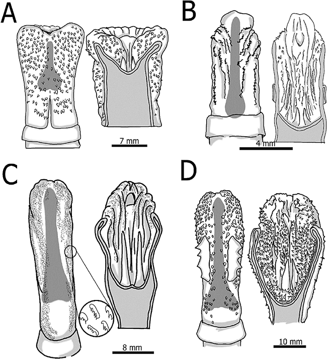 Glans (left), sacculus urethralis (right) and baculum (in gray) for the four species compared: Erethizon dorsatum (A), Cavia tschudii (B), Dasyproctapunctata (C) and Cuniculus paca (D), modified from Hooper (1961).