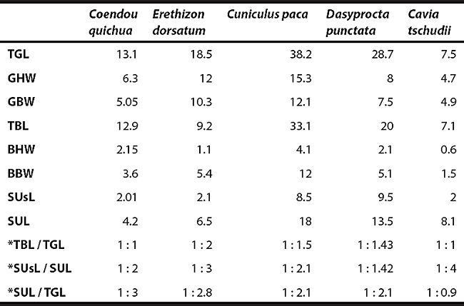 Glans and baculum measurements (in mm). TGL: Total glans length, GHW: Glans head width, GBW: Glans base width, TBL: Total bacular length, BHW: Baculum head width, BBW: Baculum base width, SUsL: Sacculus urethralis spikes length, SUL: Sacculus urethralis Length. There is no information of any measurement for H. brachyura.