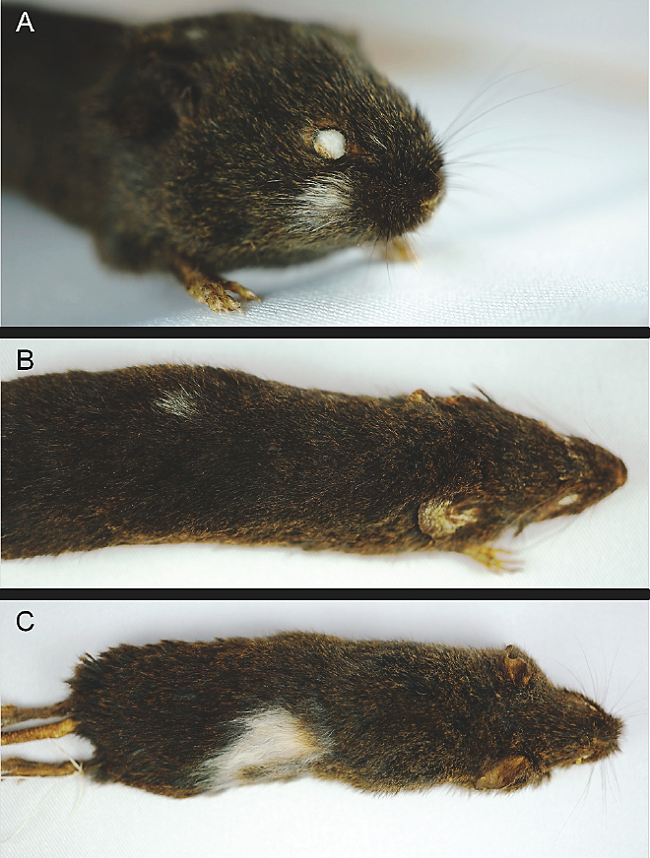 Leucism in individuals of Akodon affinis from Colombia: A) Spots on the right cheek and next to the ear (UV 14,440). B) Spot on the dorsum (UV 13,343). C) Wide spot from dorsum to venter (UV 12,025). Photographs by L. Ruano.